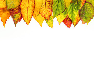Naklejka na ściany i meble Frame border from Beautiful fallen autumn leaves on white backg