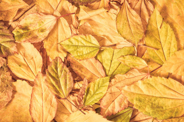 Beautiful fallen autumn leaves  background