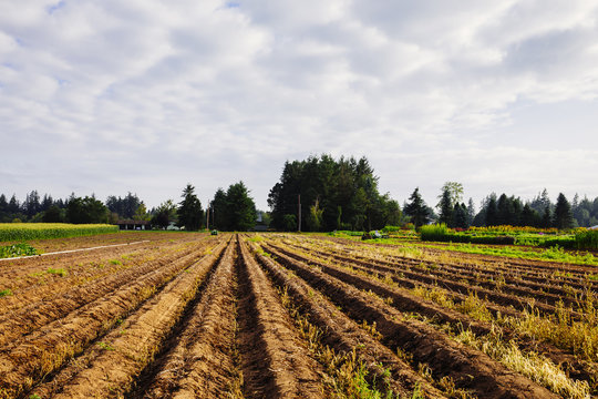 Crop rows in rural farm field