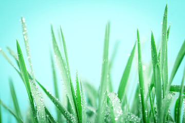 Obraz na płótnie Canvas fresh green grass with droplets after the rain background