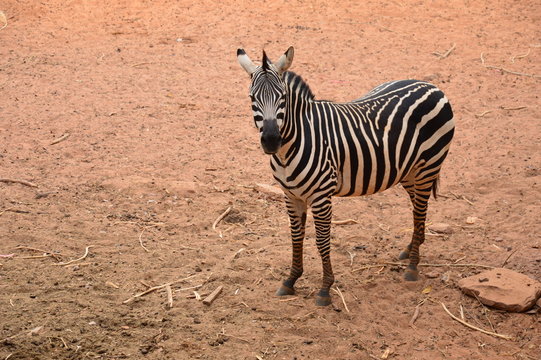 Zebra stand on field.