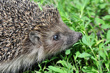 Hedgehog with berries on the back walks on the grass  