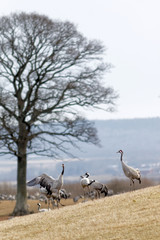 Crane birds dancing to impress each other