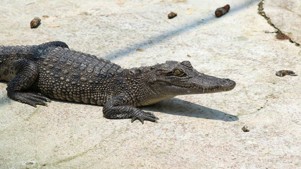 Crocodiles Resting at Crocodile Farm in Thailand