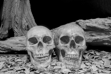 still life photography with human skulls, , love concept, grunge, vintage and dark tone for horror halloween