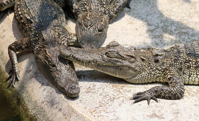 Crocodile. alligator.