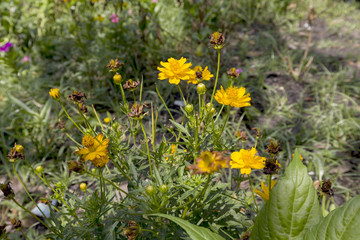 Flowers in the garden
