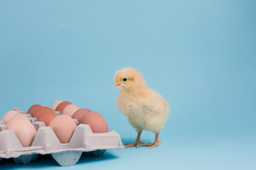 A day old chick sits in an egg carton full of brown eggs