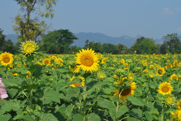 Fototapeta premium Sun flowers against a blue sky