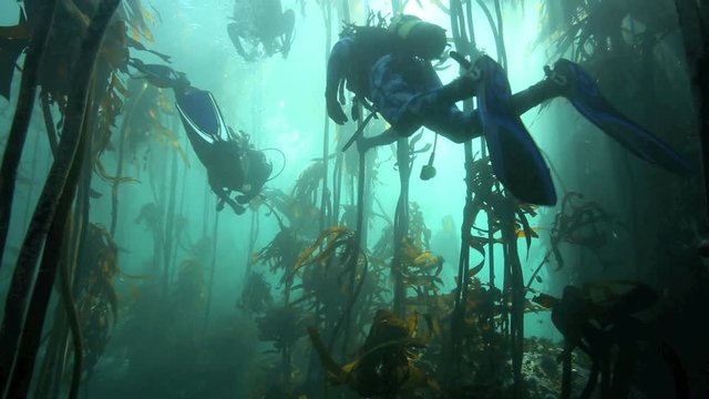 Scuba diving through kelp forest underwater in False Bay, Cape Town, South Africa 