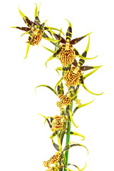 tige d'orchidée tigrée, fond blanc