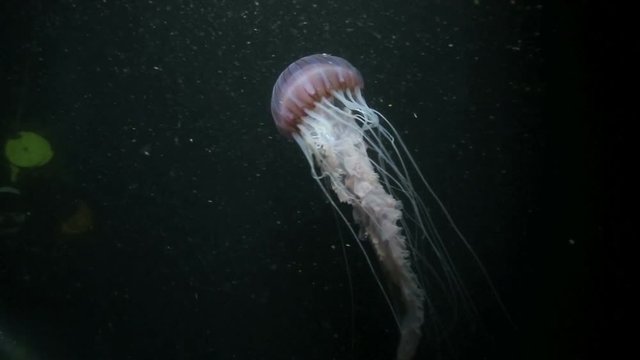Purple jellyfish underwater at night in False Bay, Cape Town 