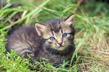 Naklejka na ściany i meble Little kitten lying on the grass
