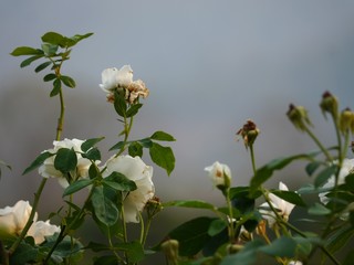 Fototapeta premium White Rose