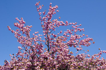 Spring Cherry Blossoms / Japanese Cherry Blossom trees bloom on a street in East Vancouver, British Columbia, Canada