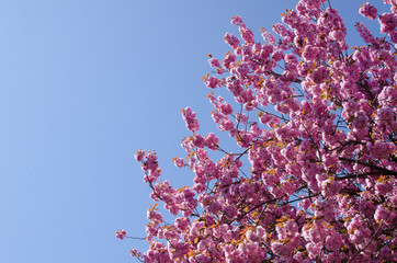 Spring Cherry Blossoms / Japanese Cherry Blossom trees bloom on a street in East Vancouver, British Columbia, Canada