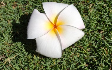 Fototapeta na wymiar Fragrant blossoms of white frangipani flowers, also called plumeria and melia