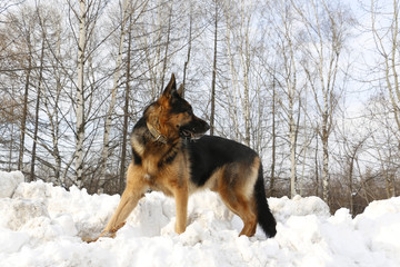German shepherd dog on snow in winter day