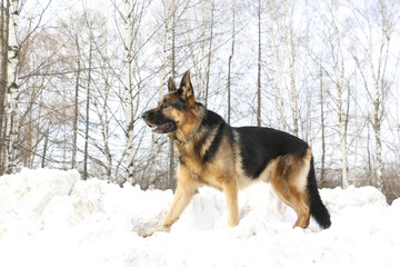 German shepherd dog on snow in winter day