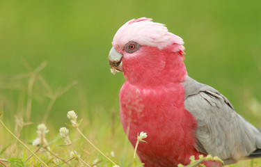 Australian Galah eating seeds