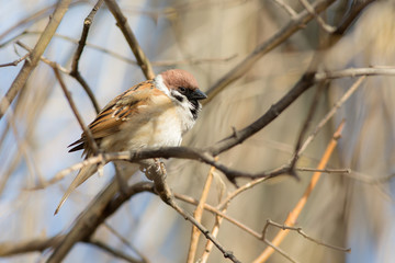 sparrow sitting on a branch