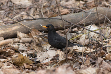 blackbird on the dry leaves