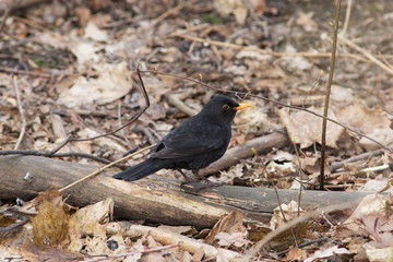 portrait of blackbird