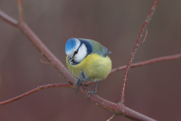 Obraz premium portrait of blue tit