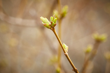 First spring buds