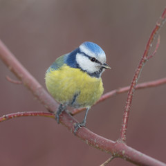 blue tit closeup