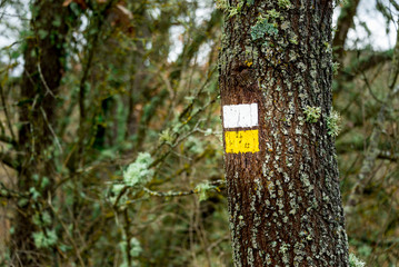 Fototapeta premium Signaling pathways II