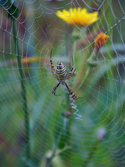 Wasp Spider Argiope Bruennichi