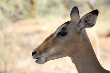 Closeup of a female Impala in the Kruger National Park