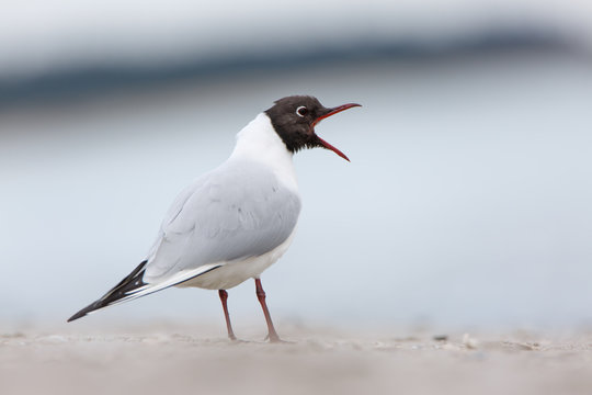 M&ouml;we