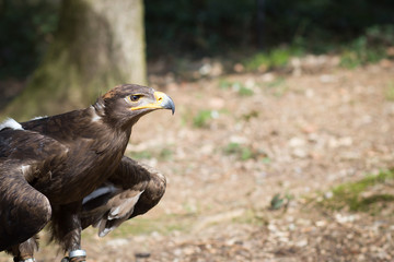 An adult, old, healthy golden eagle resting / relaxing on his hu