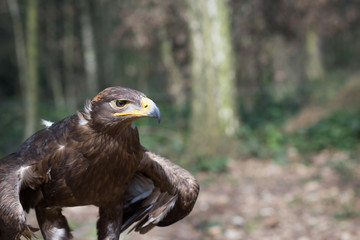 An adult, old, healthy golden eagle resting / relaxing on his hu