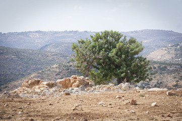 Biblical landscape - a view of a lonely tree in the deserted land of Samaria. Samaria, West Bank, October 2012. - obrazy, fototapety, plakaty