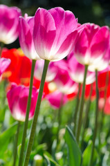 Obraz premium Beautiful pink tulips