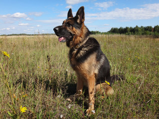 German shepherd dog in sunny day in field