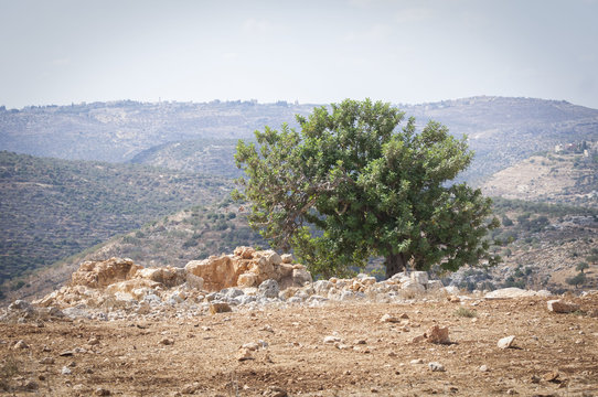 Biblical landscape - a view of a lonely tree in the deserted land of Samaria. Samaria, West Bank, October 2012.