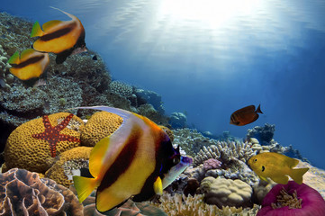 Fototapeta na wymiar Colorful reef underwater landscape with fishes