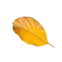 Jack Fruit leaves