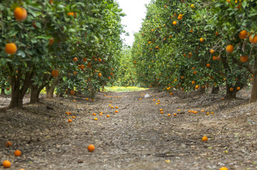 Ripe oranges on the trees inside an orchard, harvest time. Erez, Israel, March 2016.