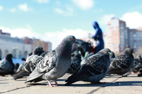 doves on the background of the city