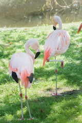 Full length portrait of two Chilean flamingos preening itself