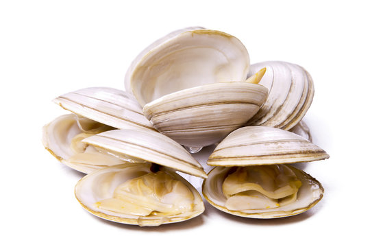 seafood, clams isolated
