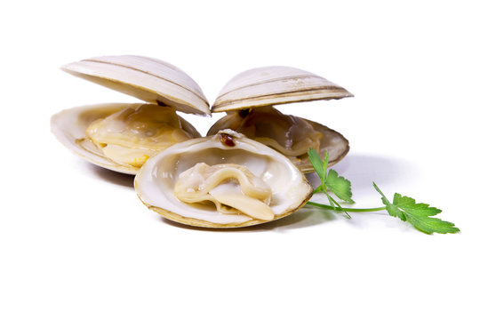 seafood, clams isolated