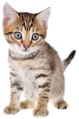Obraz na płótnie Canvas Frightened brindled kitten