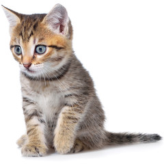 Obraz premium Shorthair brindled kitten