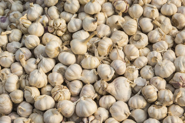garlic background